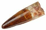 Fossil Spinosaurus Tooth - Gorgeous Tooth #253498-1